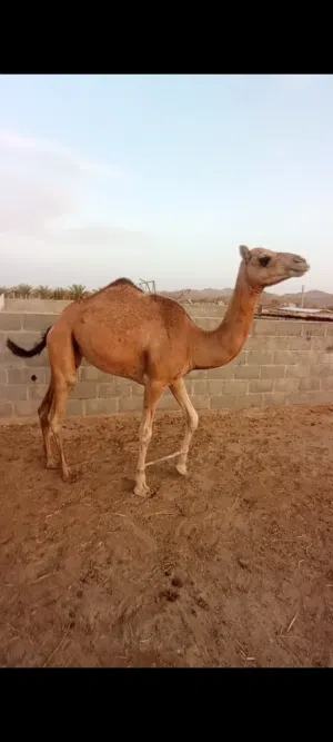 حشوان لبيع