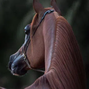 ‏نمر بن عدوان 