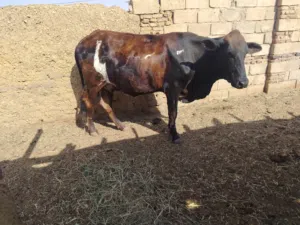 للبيع بقره ام تاني بعاميه