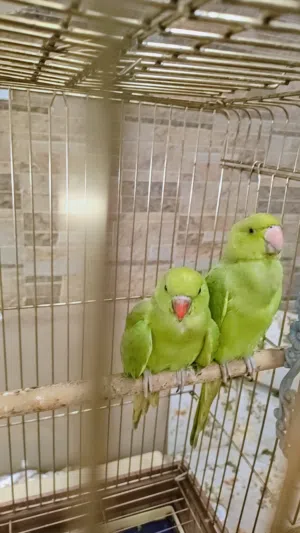 زوج ببغاء اليفات