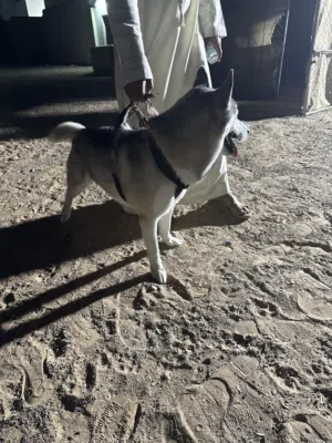 كلب هاسكي بيور
