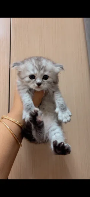 سنورة شيرازي أنثى للبيع 3 قطط شيرازي إناث لطيفات وحنونات عمرهم شهر متاح الحجز الان والاستلام بعد شهر