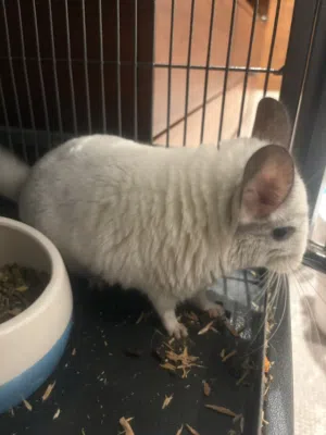 2 Healthy Male Chinchillas – travel Setup Included (Food, travel Cage, Dust Bath)
