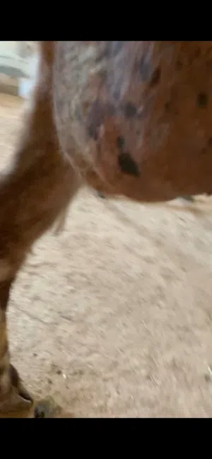عنزين لحبات حليب كفاله