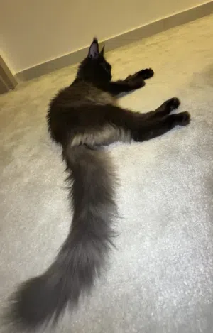 black smooke maine coon cat