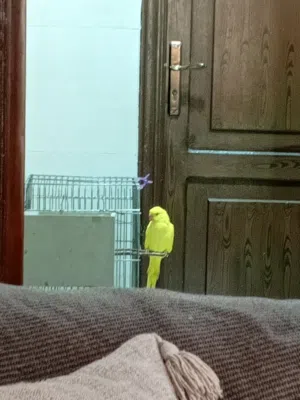 ببغاء دره البينو