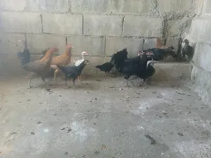 ‏دجاج‏2