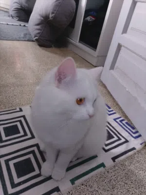 قطه شانشيلا للبيع