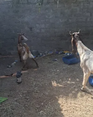 راسين أغنام باكستانيات تبارك الرحمن