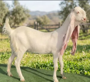 مطلوب فحل حجازي