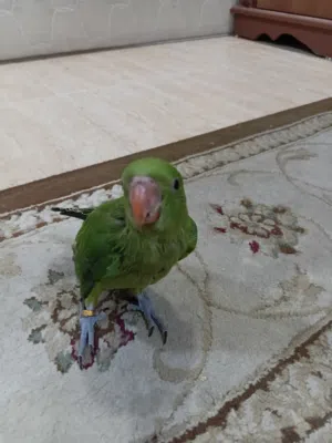 للبيع متو أليف مافي عض يقبل المسح يركب على اليد