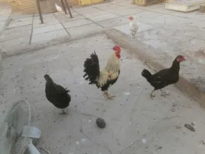 ديج ودجاجتين بياضات عربيات للبيع