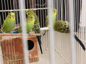 عصافير بقلينو الطرف 25 حاجة نضيفة الله يبارگ