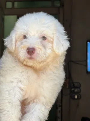 Havanese puppy color eye