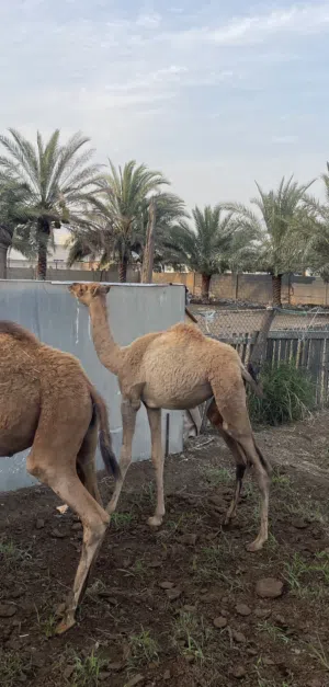 بكرة مزاين باطنية، ابوها ود الخوارة بعير السعدي  ومها مصيحة