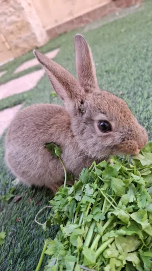 للبيع ارنب