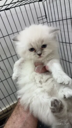 همالايا اناث