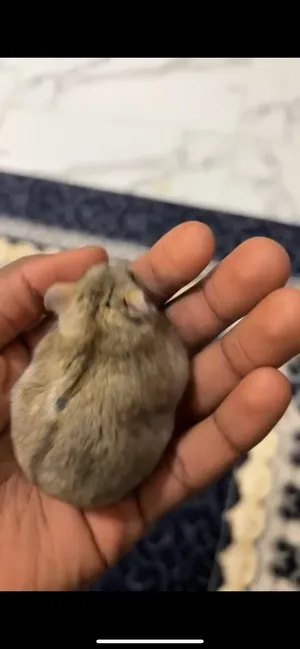 Hamsters1