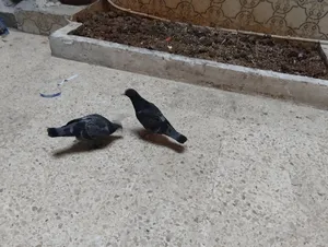 ‏حمام‏0