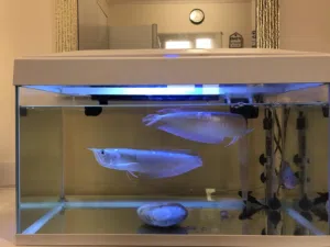 Good aquarium