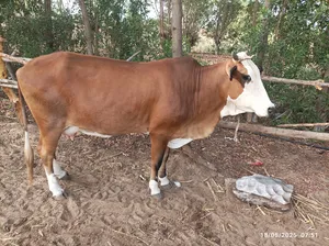 Cows4