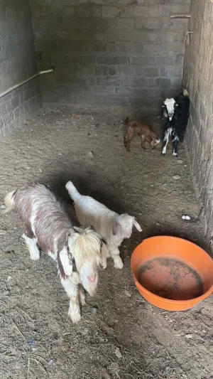 اغنام للبيع حلال طيب