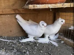 مطلوب مطلوب نثية كنبك لون ابيض في البصره