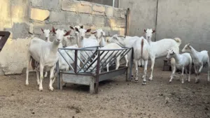 حكالي برص حجم الكبير