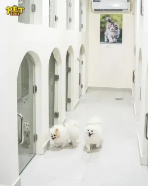 فندق خاص للكلاب والقطط .pets hotel..الوحيد المرخص في الاردن..بت زون