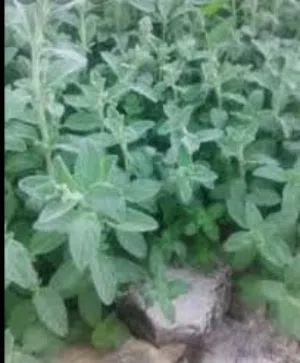 الزعتر البلدي