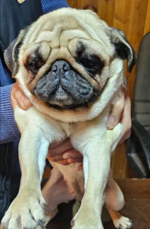 كلب pug للبيع