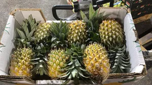 ‏خضار وفواكه‏0