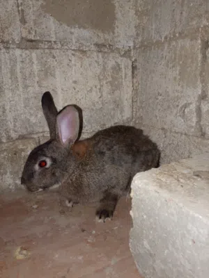 ارانب  للبيع