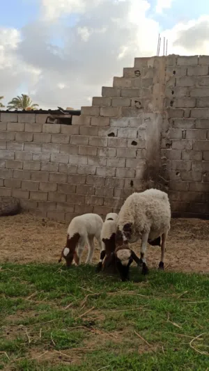 بسم الله مشاء الله