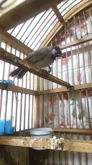 سلام عليكم بلبل للبيع اقره الوصف
