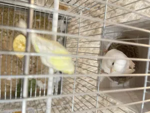 الله يبارك ذكر وأنثى كناري اوربي يغنو وليها ثلاثه ايام ادحى ساوم وارفع