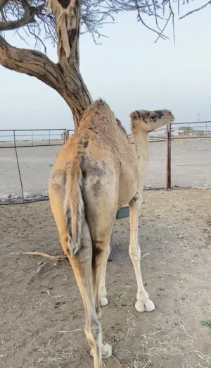 للبيع ناقه لحم مطعومه تارسه
