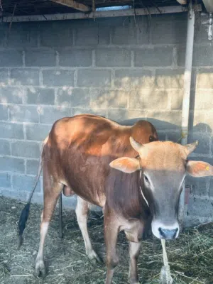 ثور عماني اصل مواليد الدار