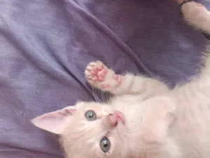 Cute Kittens for Adoption