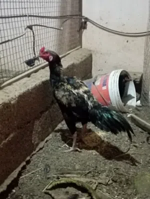 دجاج باكستاني أصل للبيع