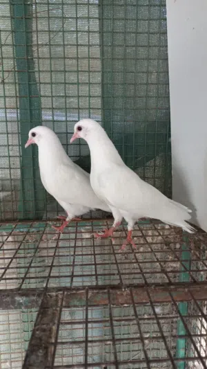 للبيع طبه صناعوي حجم صغير