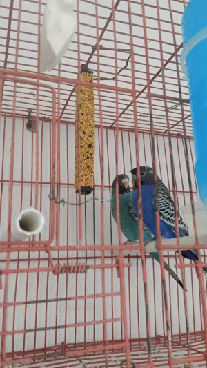 كوبيات بقلينو