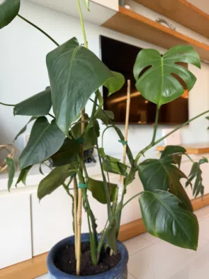 Beautiful Monstera & Peace Lily for Sale