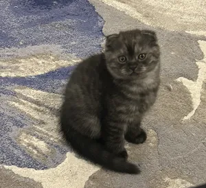 Scottish fold cat for sale