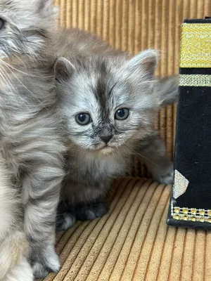 Himalayan0