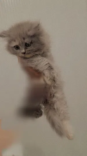 برتش نثيه عمرها شهرين متعلمه على اللتر بوكس