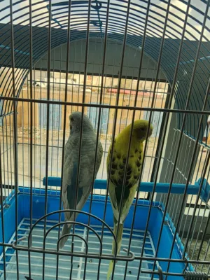 طيور الحب للبيع بسعر القفص