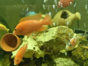 different types of chiclets fishes