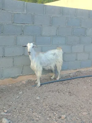 شاه جاموديه للبيع