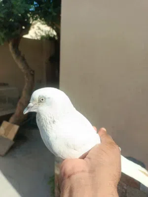 حمام باكستاني